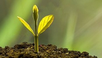 Energie update Geel Zaad levenspad 13-25 maart 2024: Extra groeikracht